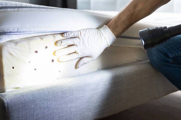 Best Ant Control Services  in Richmond Hill, GA