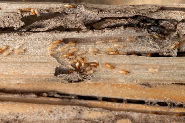 Trusted Richmond Hill, GA Pest Control Experts